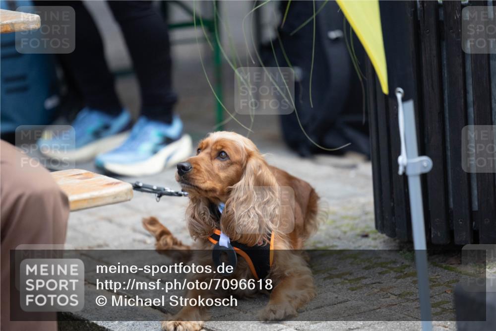 15.09.2024 - PSD Bank Halbmarathon Michael Strokosch http://msf.ph/oto/7096618 15.09.2024 12:24:02 Allgemein zum Event 11, 11 meine-sportfotos.de