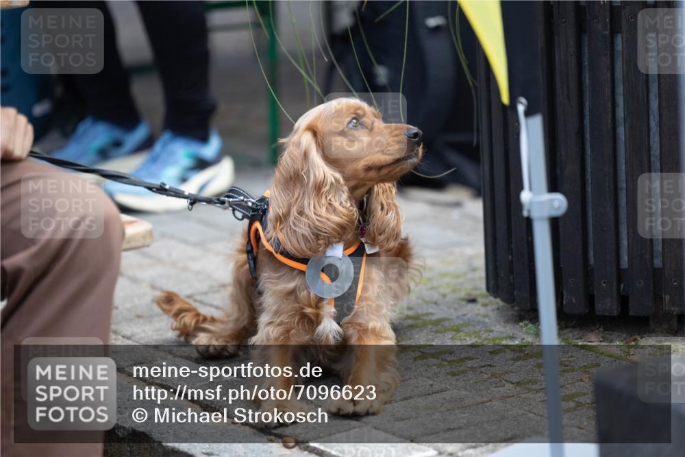 15.09.2024 - PSD Bank Halbmarathon Michael Strokosch http://msf.ph/oto/7096623 15.09.2024 12:24:01 Allgemein zum Event  meine-sportfotos.de