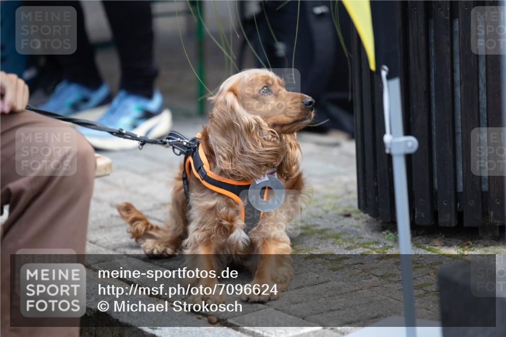 15.09.2024 - PSD Bank Halbmarathon Michael Strokosch http://msf.ph/oto/7096624 15.09.2024 12:24:01 Allgemein zum Event  meine-sportfotos.de