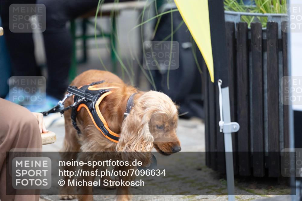 15.09.2024 - PSD Bank Halbmarathon Michael Strokosch http://msf.ph/oto/7096634 15.09.2024 12:23:45 Allgemein zum Event  meine-sportfotos.de