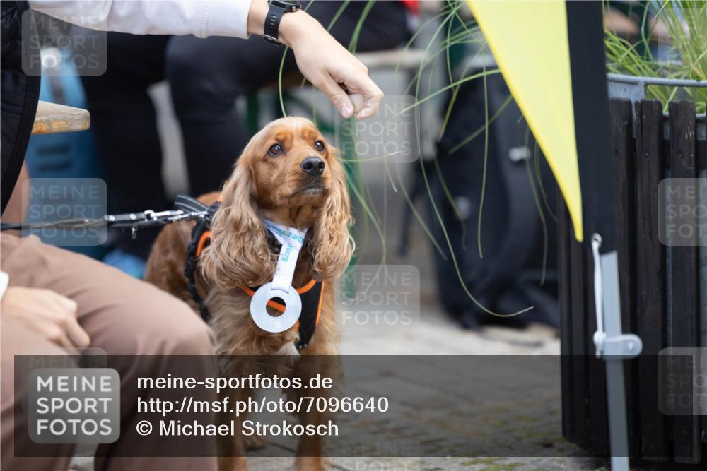 15.09.2024 - PSD Bank Halbmarathon Michael Strokosch http://msf.ph/oto/7096640 15.09.2024 12:23:39 Allgemein zum Event  meine-sportfotos.de