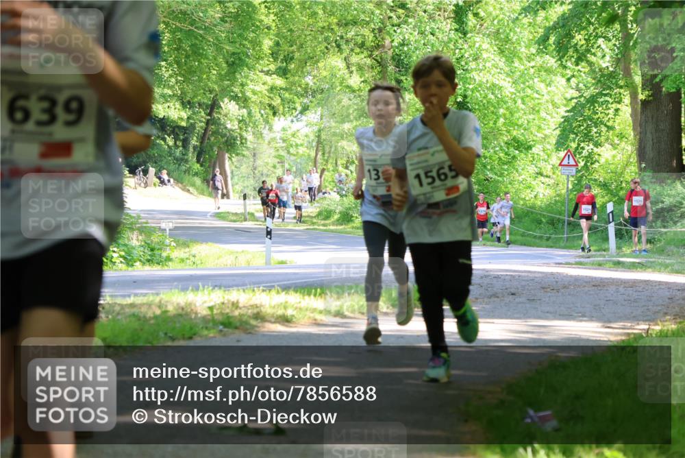 17.05.2025 - Störlauf Strokosch-Dieckow http://msf.ph/oto/7856588 17.05.2025 14:42:18 Laufen 639, 13, 1565, 1520 meine-sportfotos.de