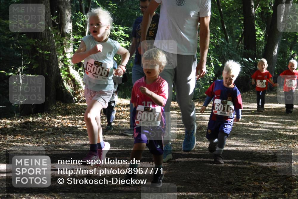 28.09.2025 - 33. Volkslauf durch das schöne Alstertal Strokosch-Dieckow http://msf.ph/oto/8967771 28.09.2025 10:42:24 Laufen 6006, 85, 6007, 6016, 6961, 696 meine-sportfotos.de