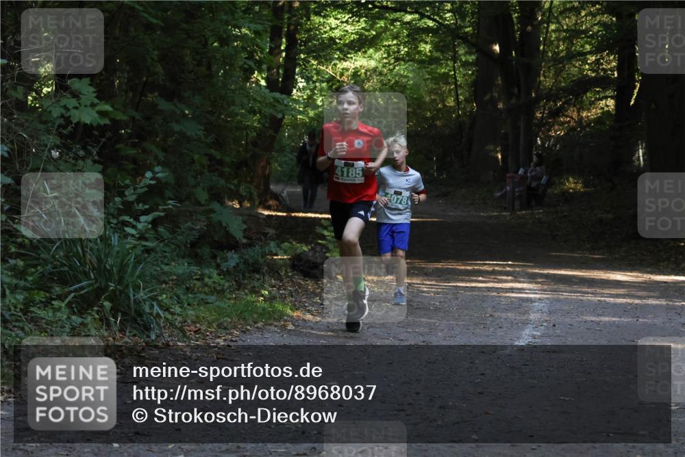 28.09.2025 - 33. Volkslauf durch das schöne Alstertal Strokosch-Dieckow http://msf.ph/oto/8968037 28.09.2025 10:51:39 Laufen 4185, 4078 meine-sportfotos.de