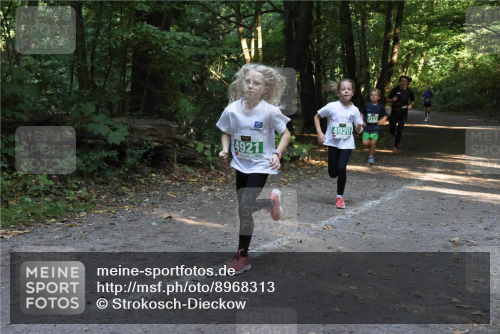 28.09.2025 - 33. Volkslauf durch das schöne Alstertal Strokosch-Dieckow http://msf.ph/oto/8968313 28.09.2025 10:56:11 Laufen 4920, 4921 meine-sportfotos.de