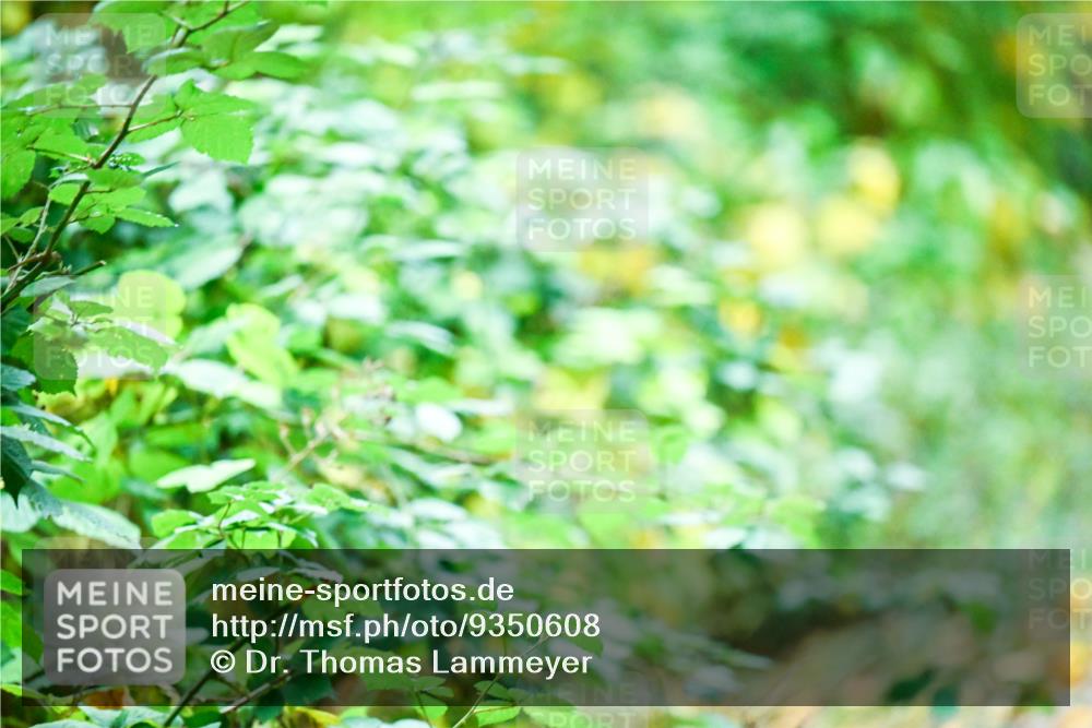 12.10.2025 - Bramfelder Halbmarathon 2025 Dr. Thomas Lammeyer http://msf.ph/oto/9350608 12.10.2025 10:34:53 Laufen  meine-sportfotos.de