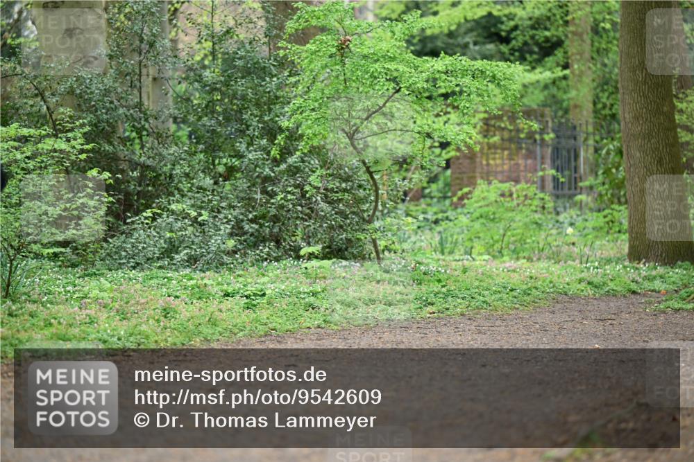 19.04.2026 - Hammer Lauf Dr. Thomas Lammeyer http://msf.ph/oto/9542609 19.04.2026 10:54:25 Laufen  meine-sportfotos.de
