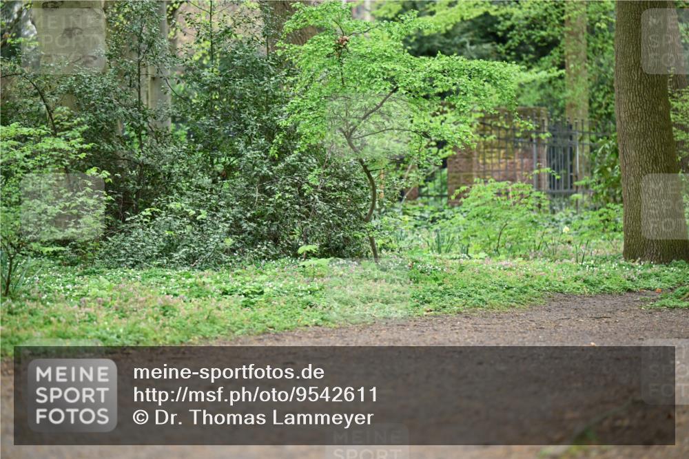 19.04.2026 - Hammer Lauf Dr. Thomas Lammeyer http://msf.ph/oto/9542611 19.04.2026 10:54:25 Laufen  meine-sportfotos.de