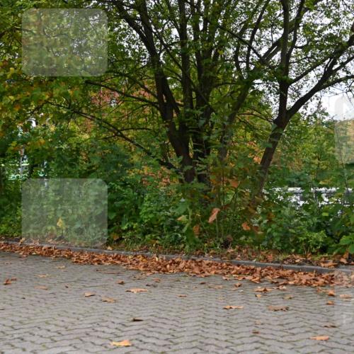 11.10.2026 - Bramfelder Halbmarathon 2026 J. Mangold http://msf.ph/oto/10822839 11.10.2026 10:22:36 Laufen 29, 155, 454, 576 meine-sportfotos.de