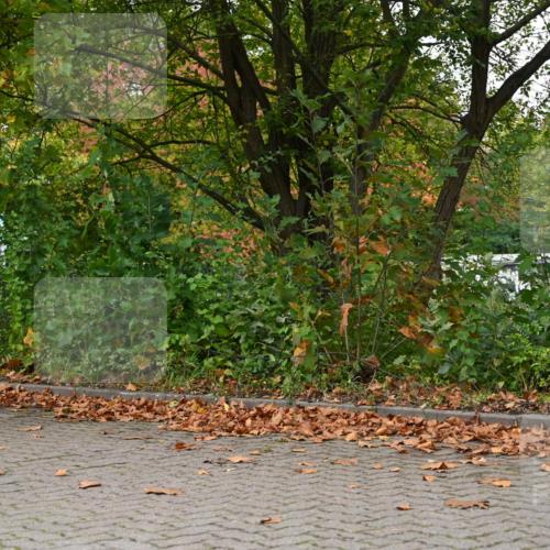 11.10.2026 - Bramfelder Halbmarathon 2026 J. Mangold http://msf.ph/oto/10823202 11.10.2026 10:30:03 Laufen 3, 25, 75, 80, 376, 580, 734, 793 meine-sportfotos.de