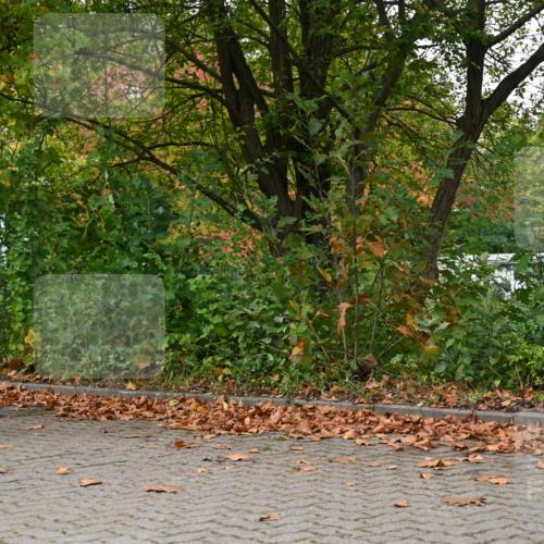 11.10.2026 - Bramfelder Halbmarathon 2026 J. Mangold http://msf.ph/oto/10823204 11.10.2026 10:30:03 Laufen 3, 25, 75, 80, 376, 580, 734, 793 meine-sportfotos.de