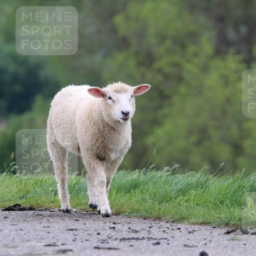 05.05.2024 - 7. Wedeler Halbmarathon H.Heesch http://msf.ph/oto/6225428 05.05.2024 10:27:58 Laufen  meine-sportfotos.de