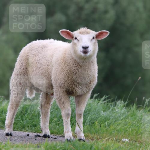 05.05.2024 - 7. Wedeler Halbmarathon H.Heesch http://msf.ph/oto/6225430 05.05.2024 10:28:11 Laufen  meine-sportfotos.de