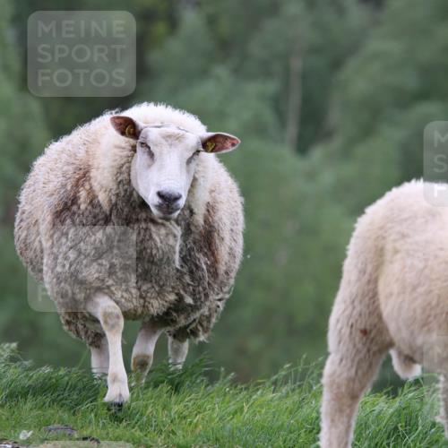 05.05.2024 - 7. Wedeler Halbmarathon H.Heesch http://msf.ph/oto/6225432 05.05.2024 10:28:34 Laufen  meine-sportfotos.de