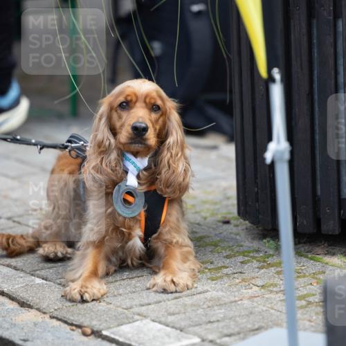 15.09.2024 - PSD Bank Halbmarathon Michael Strokosch http://msf.ph/oto/7096602 15.09.2024 12:24:26 Allgemein zum Event  meine-sportfotos.de