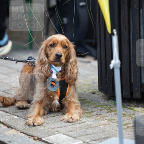 15.09.2024 - PSD Bank Halbmarathon Michael Strokosch http://msf.ph/oto/7096603 15.09.2024 12:24:25 Allgemein zum Event  meine-sportfotos.de