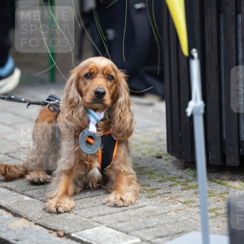15.09.2024 - PSD Bank Halbmarathon Michael Strokosch http://msf.ph/oto/7096604 15.09.2024 12:24:26 Allgemein zum Event  meine-sportfotos.de