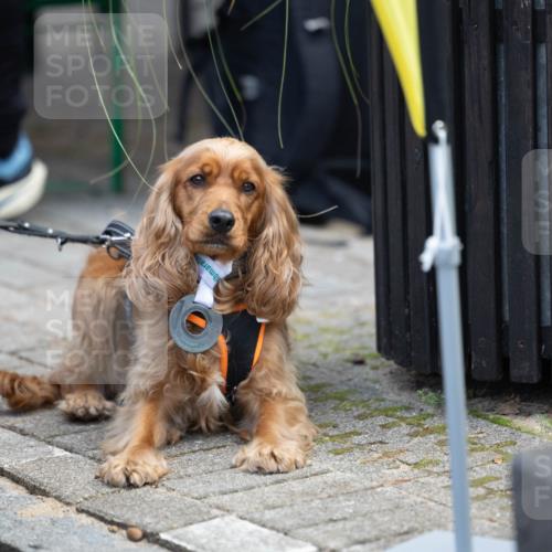 15.09.2024 - PSD Bank Halbmarathon Michael Strokosch http://msf.ph/oto/7096605 15.09.2024 12:24:25 Allgemein zum Event  meine-sportfotos.de