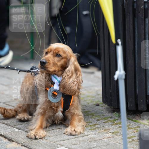15.09.2024 - PSD Bank Halbmarathon Michael Strokosch http://msf.ph/oto/7096606 15.09.2024 12:24:25 Allgemein zum Event  meine-sportfotos.de