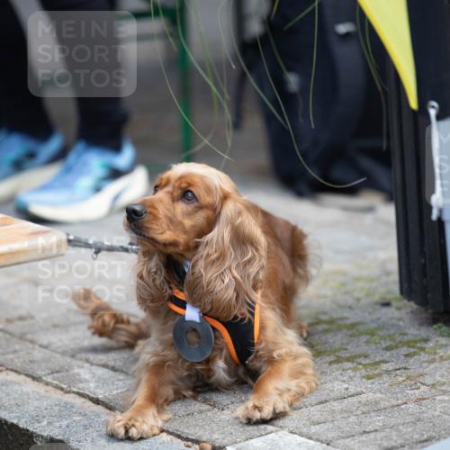 15.09.2024 - PSD Bank Halbmarathon Michael Strokosch http://msf.ph/oto/7096616 15.09.2024 12:24:02 Allgemein zum Event  meine-sportfotos.de