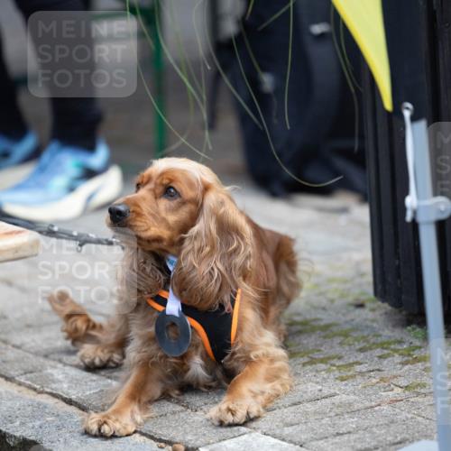 15.09.2024 - PSD Bank Halbmarathon Michael Strokosch http://msf.ph/oto/7096617 15.09.2024 12:24:02 Allgemein zum Event  meine-sportfotos.de