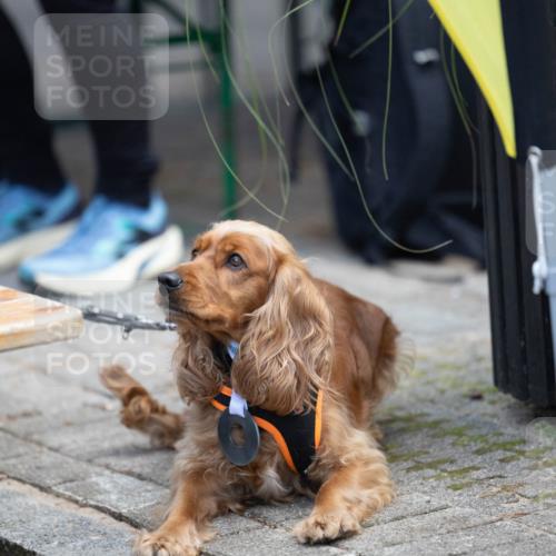 15.09.2024 - PSD Bank Halbmarathon Michael Strokosch http://msf.ph/oto/7096618 15.09.2024 12:24:02 Allgemein zum Event 11, 11 meine-sportfotos.de