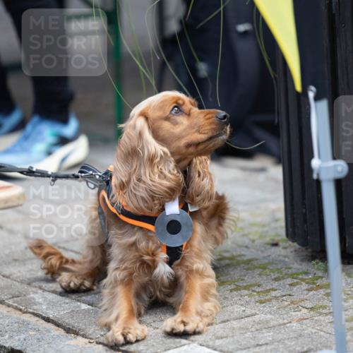 15.09.2024 - PSD Bank Halbmarathon Michael Strokosch http://msf.ph/oto/7096622 15.09.2024 12:24:01 Allgemein zum Event  meine-sportfotos.de