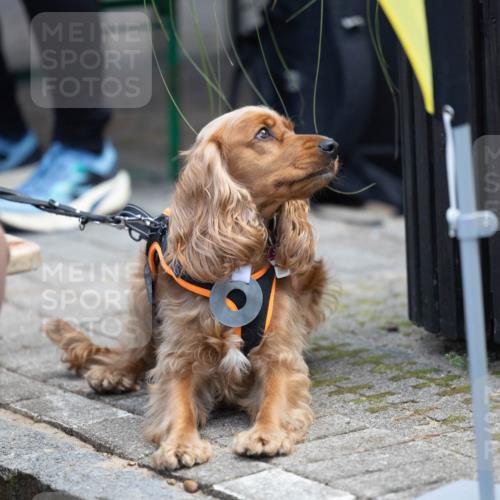 15.09.2024 - PSD Bank Halbmarathon Michael Strokosch http://msf.ph/oto/7096623 15.09.2024 12:24:01 Allgemein zum Event  meine-sportfotos.de