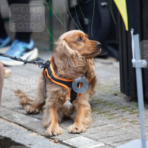 15.09.2024 - PSD Bank Halbmarathon Michael Strokosch http://msf.ph/oto/7096624 15.09.2024 12:24:01 Allgemein zum Event  meine-sportfotos.de