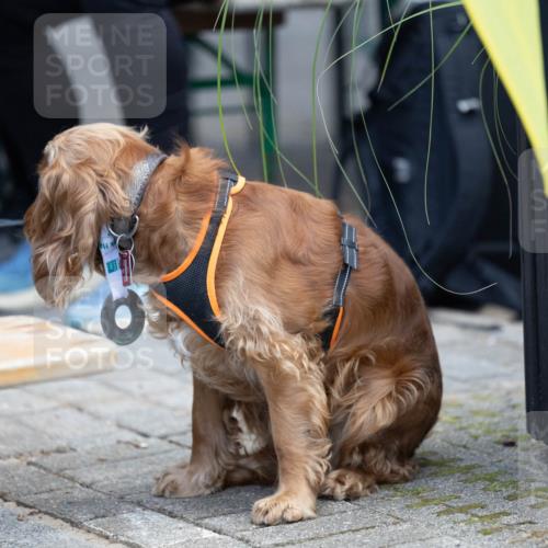15.09.2024 - PSD Bank Halbmarathon Michael Strokosch http://msf.ph/oto/7096627 15.09.2024 12:23:50 Allgemein zum Event 11, 11 meine-sportfotos.de
