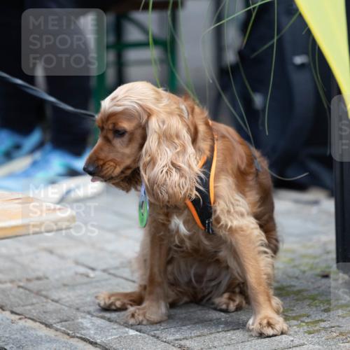 15.09.2024 - PSD Bank Halbmarathon Michael Strokosch http://msf.ph/oto/7096628 15.09.2024 12:23:49 Allgemein zum Event 11 meine-sportfotos.de