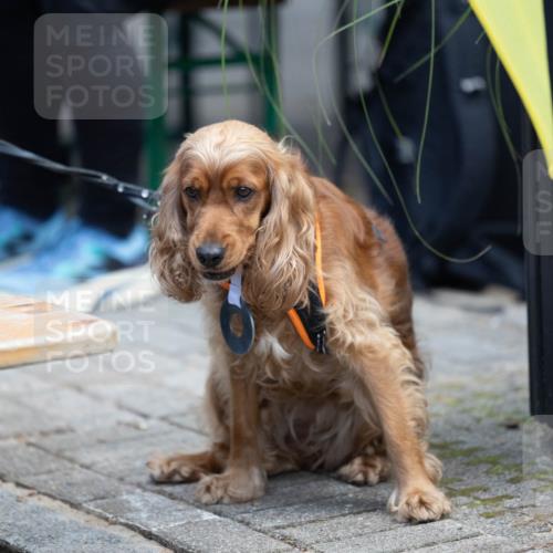 15.09.2024 - PSD Bank Halbmarathon Michael Strokosch http://msf.ph/oto/7096629 15.09.2024 12:23:49 Allgemein zum Event  meine-sportfotos.de