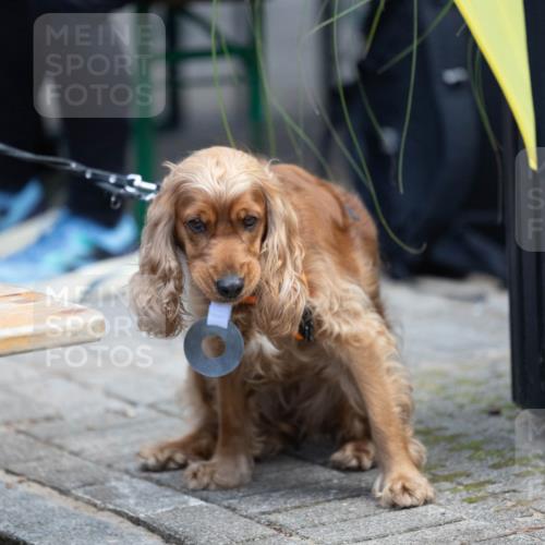 15.09.2024 - PSD Bank Halbmarathon Michael Strokosch http://msf.ph/oto/7096630 15.09.2024 12:23:48 Allgemein zum Event 11 meine-sportfotos.de