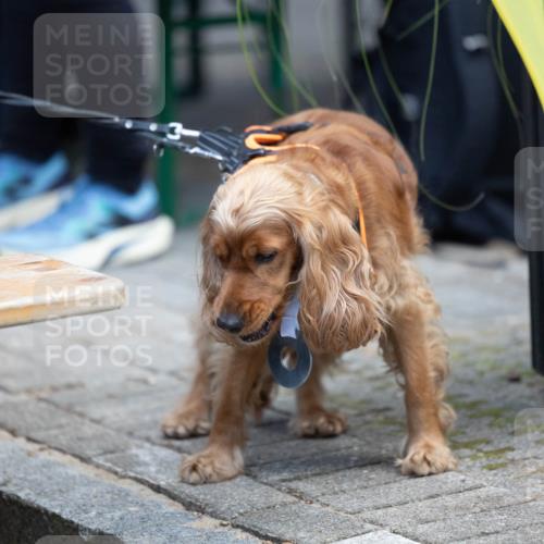 15.09.2024 - PSD Bank Halbmarathon Michael Strokosch http://msf.ph/oto/7096631 15.09.2024 12:23:48 Allgemein zum Event  meine-sportfotos.de