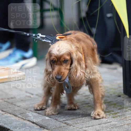 15.09.2024 - PSD Bank Halbmarathon Michael Strokosch http://msf.ph/oto/7096632 15.09.2024 12:23:48 Allgemein zum Event  meine-sportfotos.de