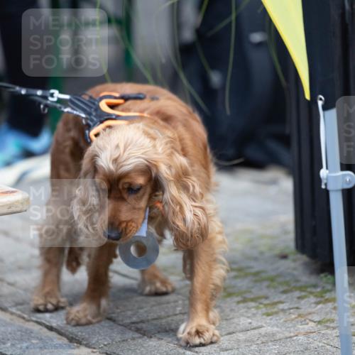 15.09.2024 - PSD Bank Halbmarathon Michael Strokosch http://msf.ph/oto/7096633 15.09.2024 12:23:47 Allgemein zum Event  meine-sportfotos.de