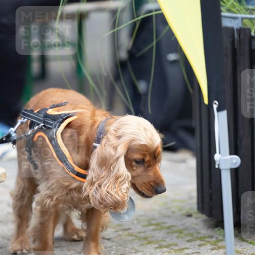 15.09.2024 - PSD Bank Halbmarathon Michael Strokosch http://msf.ph/oto/7096634 15.09.2024 12:23:45 Allgemein zum Event  meine-sportfotos.de