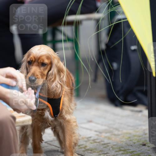 15.09.2024 - PSD Bank Halbmarathon Michael Strokosch http://msf.ph/oto/7096635 15.09.2024 12:23:41 Allgemein zum Event  meine-sportfotos.de