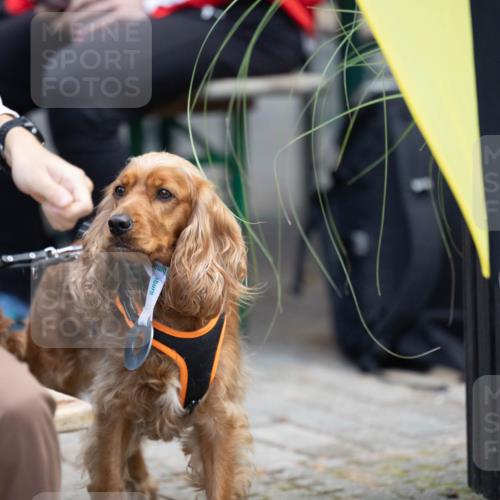 15.09.2024 - PSD Bank Halbmarathon Michael Strokosch http://msf.ph/oto/7096637 15.09.2024 12:23:41 Allgemein zum Event 11, 11 meine-sportfotos.de