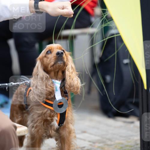 15.09.2024 - PSD Bank Halbmarathon Michael Strokosch http://msf.ph/oto/7096638 15.09.2024 12:23:40 Allgemein zum Event 11, 11 meine-sportfotos.de