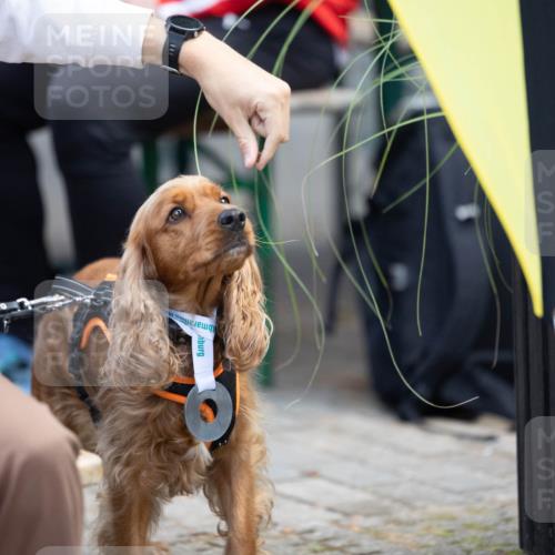 15.09.2024 - PSD Bank Halbmarathon Michael Strokosch http://msf.ph/oto/7096639 15.09.2024 12:23:40 Allgemein zum Event 11, 11 meine-sportfotos.de