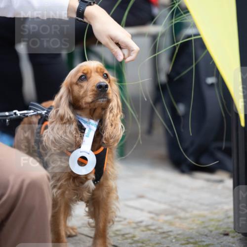 15.09.2024 - PSD Bank Halbmarathon Michael Strokosch http://msf.ph/oto/7096640 15.09.2024 12:23:39 Allgemein zum Event  meine-sportfotos.de