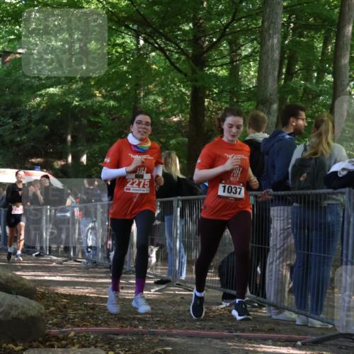 28.09.2025 - 33. Volkslauf durch das schöne Alstertal Strokosch-Dieckow http://msf.ph/oto/8954620 28.09.2025 12:43:13 Ziel 1037, 2257, 2275 meine-sportfotos.de