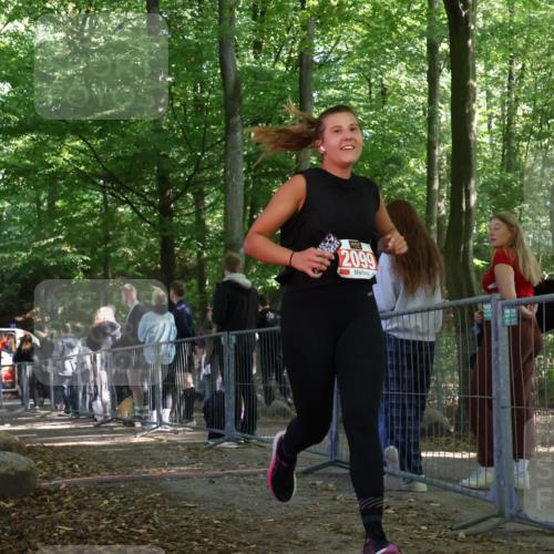 28.09.2025 - 33. Volkslauf durch das schöne Alstertal Strokosch-Dieckow http://msf.ph/oto/8956244 28.09.2025 12:51:14 Ziel 2099 meine-sportfotos.de