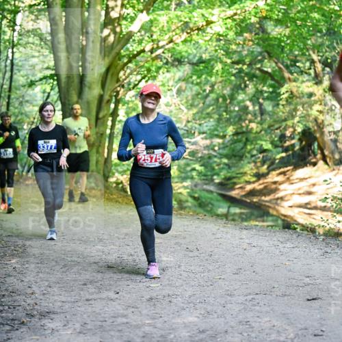 28.09.2025 - 33. Volkslauf durch das schöne Alstertal Dr. Thomas Lammeyer http://msf.ph/oto/8958401 28.09.2025 10:51:30 Laufen 3193, 3377, 2575 meine-sportfotos.de