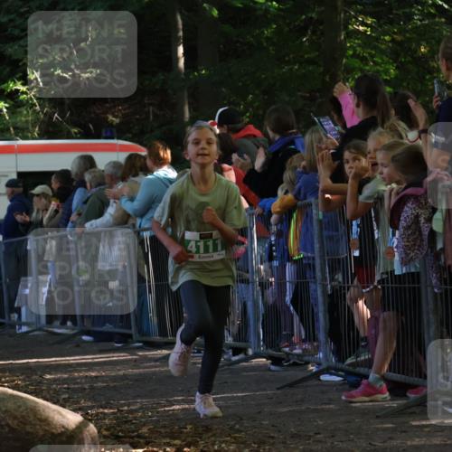 28.09.2025 - 33. Volkslauf durch das schöne Alstertal Strokosch-Dieckow http://msf.ph/oto/8961500 28.09.2025 10:55:10 Ziel 4033, 4040, 4084, 4094, 4111 meine-sportfotos.de