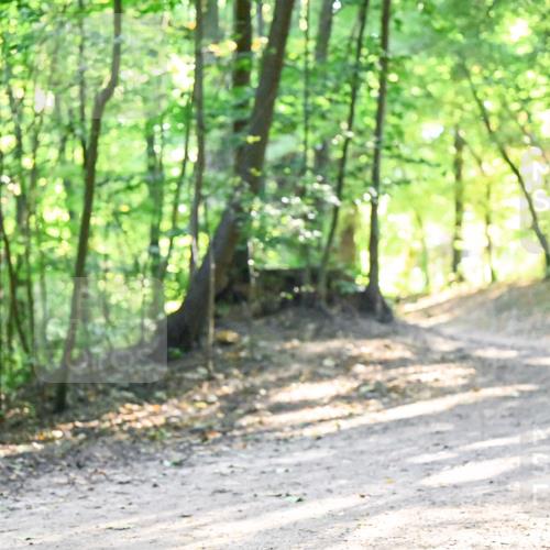 28.09.2025 - 33. Volkslauf durch das schöne Alstertal Dr. Thomas Lammeyer http://msf.ph/oto/8961533 28.09.2025 11:07:27 Laufen 3, 94 meine-sportfotos.de