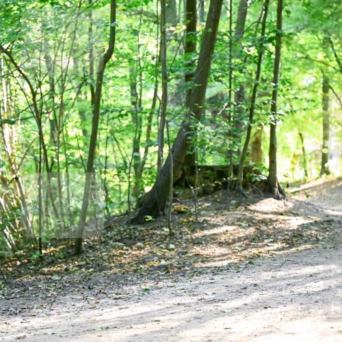 28.09.2025 - 33. Volkslauf durch das schöne Alstertal Dr. Thomas Lammeyer http://msf.ph/oto/8962429 28.09.2025 11:11:06 Laufen 3096, 3322 meine-sportfotos.de