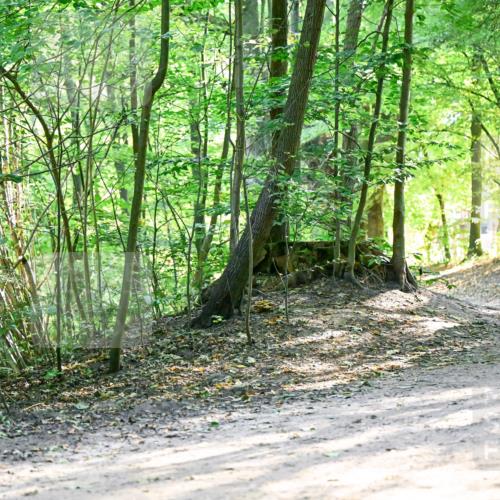 28.09.2025 - 33. Volkslauf durch das schöne Alstertal Dr. Thomas Lammeyer http://msf.ph/oto/8962430 28.09.2025 11:11:07 Laufen 332, 3096 meine-sportfotos.de