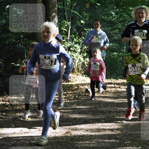 28.09.2025 - 33. Volkslauf durch das schöne Alstertal Strokosch-Dieckow http://msf.ph/oto/8967715 28.09.2025 10:41:53 Laufen 952, 6051, 6967, 6954, 6046, 6024 meine-sportfotos.de